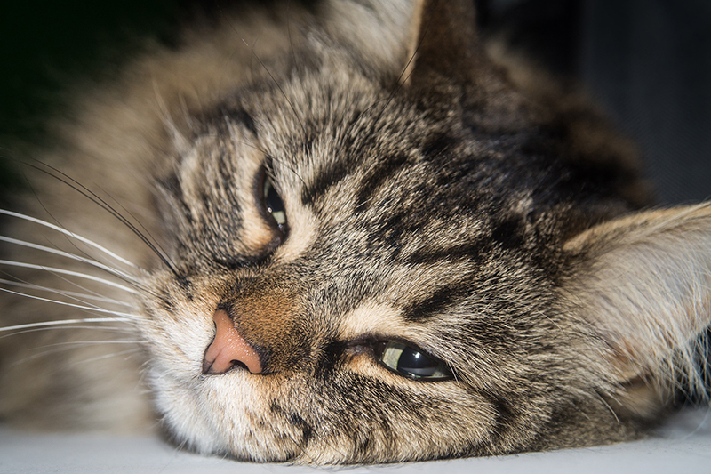Come Capire Se Un Gatto Sta Morendo